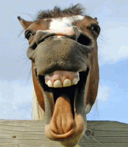 horse-mouth-260x300.gif